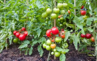 Plants de tomates envahies de moucherons : comment s’en débarrasser ?