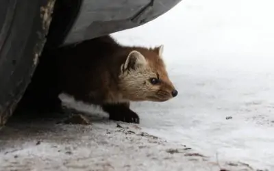 Une martre peut-elle tuer un chat ?