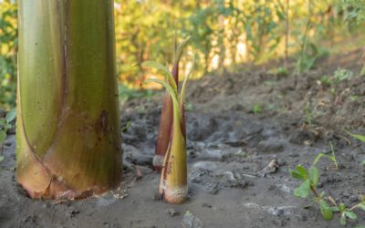 À quelle distance doit-on planter des bananiers entre eux ?