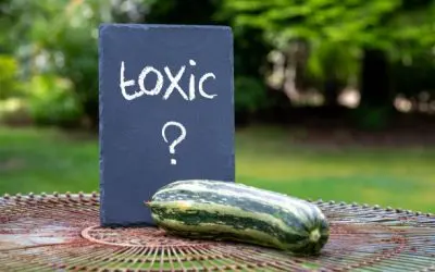 Une courgette trop grosse est-elle toxique pour la santé ?