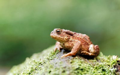 Quel répulsif utiliser pour éloigner les crapauds efficacement ?
