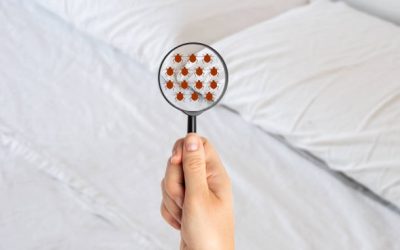 Comment se débarrasser des puces dans une maison efficacement ?