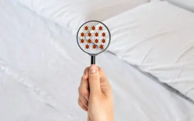 Comment se débarrasser des puces dans une maison efficacement ?