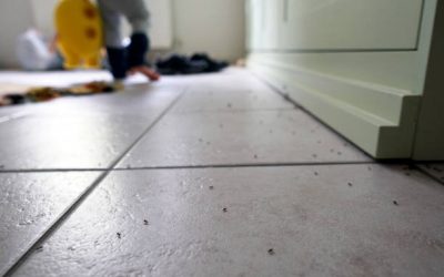 Quels sont ces petits insectes noirs que l’on trouve dans la maison ?