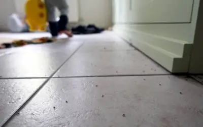 Quels sont ces petits insectes noirs que l’on trouve dans la maison ?