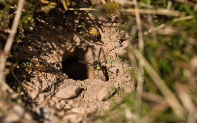 Que faire face à un nid de guêpes dans le sol ?
