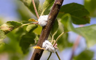 Pourquoi y a-t-il de la mousse blanche sur mon pommier ?