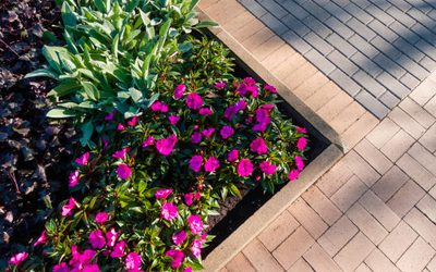 Quelles plantes vivaces fleurissent à l’ombre ?