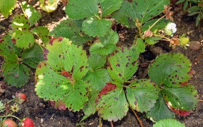 Comment reconnaître et traiter les maladies des fraisiers ?