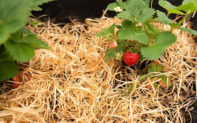 Comment pailler les fraisiers pour obtenir de belles récoltes ?